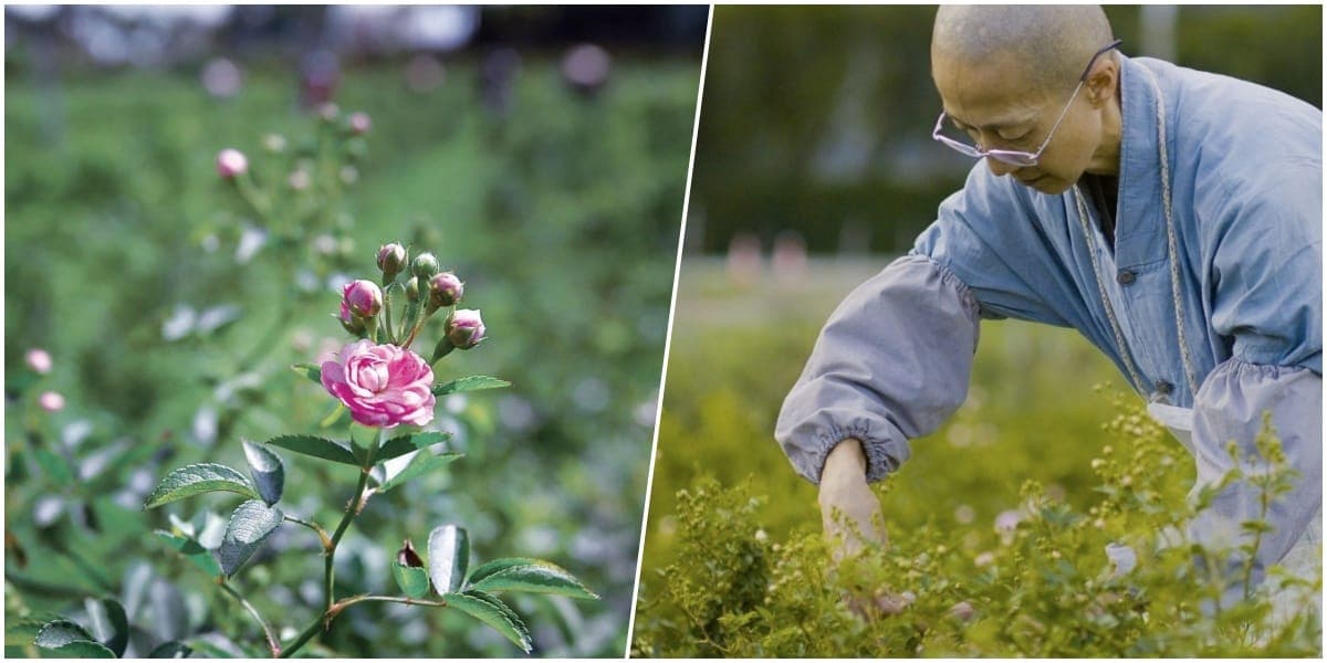 Beyond Beauty: The Purpose Behind Tzu Chi's Moonlight Roses