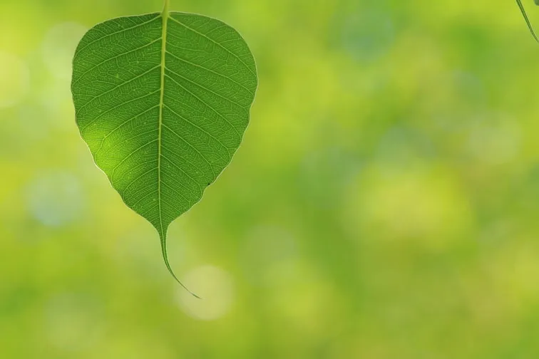 Intertwined Destinies, Shared Compassion